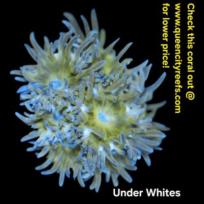 WYSIWYG Duncan Coral Frag - LPS - Live Coral