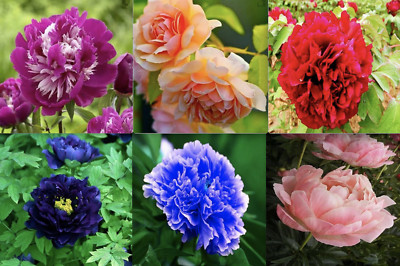 Peonyページ s-l400.jpg