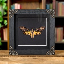 Death's Head Taxidermy Moth in in Baroque Style Frame 