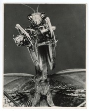 Nature Photo Praying Mantis Wasp Lynwood Chace 1969 National Geographic