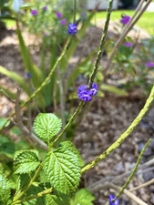 50 Seeds Blue Porterweed Snakeweed Butterflies Hummingbirds Bees Florida Native!