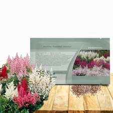 1000 Seeds Astilbe Seed Mix For Planting - Astilbe Arendsii Bunter Flower Seed 