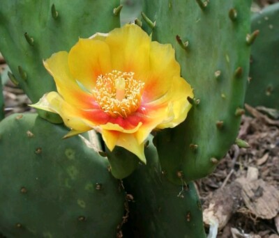 Eastern Prickly Pear Cactus w. thorns Hardy 1 Live Pad No Roots Tortoise Food 