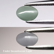  on The Hot Collector