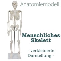 Menschliches Skelett Anatomie Anatomisches Modell Lehrmodell Medmod 80 Cm