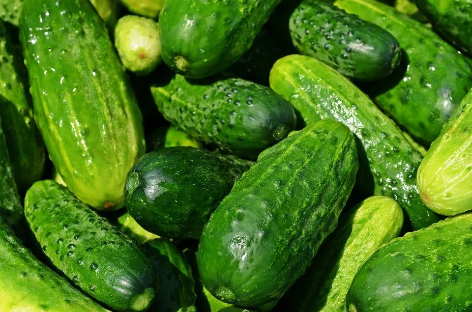 Spacemaster Cucumber Seeds, NON-GMO, Compact Cucumber Plant, FREE SHIPPING  | eBay