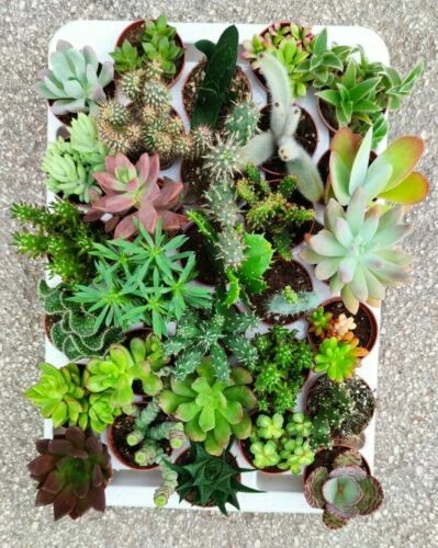 Piante e bonsai argille pieno solo