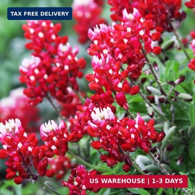 1000+ Perennial Red Texas Bluebonnet Seed-Texas Lupine Flower for Planting Grow