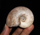 AMAZING AMMONITES!! DARAELITIDAE FOSSIL AMMONITE FROM TIMOR, INDONESIA, 52MM