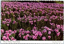 Postcard - Hawaii's Fabulous Vanda Orchids - Hawaii