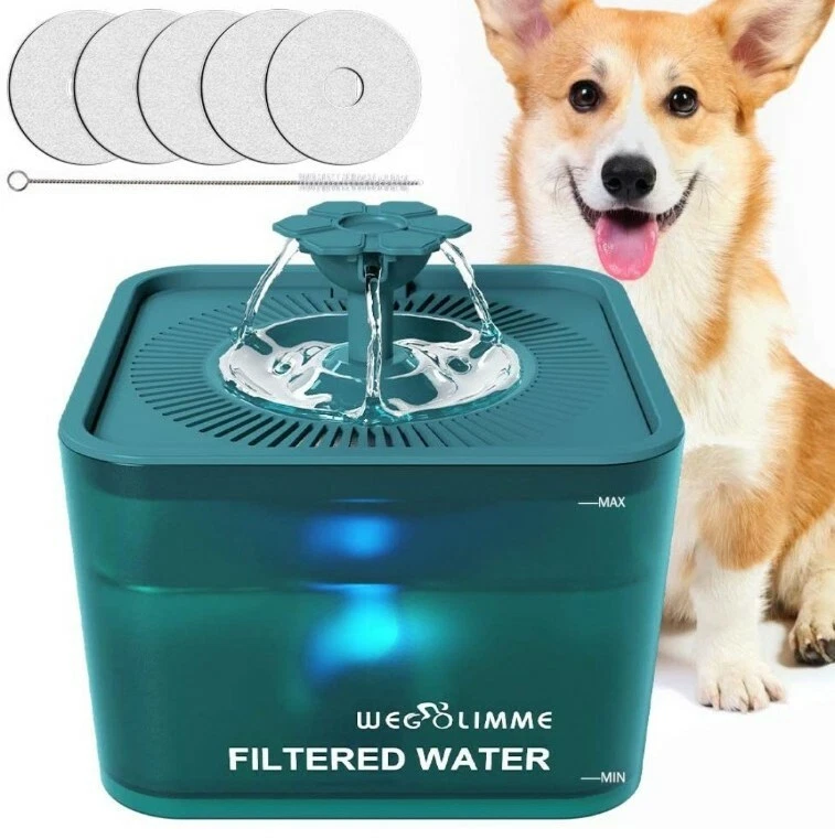 Can You Give Dogs Filtered Water