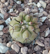 Copiapoa columna alba JN-2298 Las Maderas Ant...