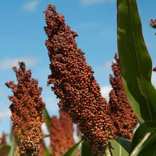 Red Milo (Grain Sorghum) 50+Seeds. Organic~Non GMO~Free Shipping.