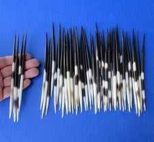 50 piece lot of Fat South African Porcupine Quills 6 to 7 inches 51035