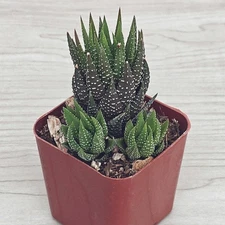Succulent Live Plant - Haworthiopsis Coarctata - In 2" pot