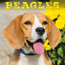 Carousel Calendars,  Beagles 2026 Mini Wall Calendar, 7'' X 7'', 16-Month Calend