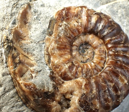 "Popped" Asteroceras obtusum Ammonit Fossil (68 mm) Jurassic Coast UK Mineralien - Bild 14 von 14