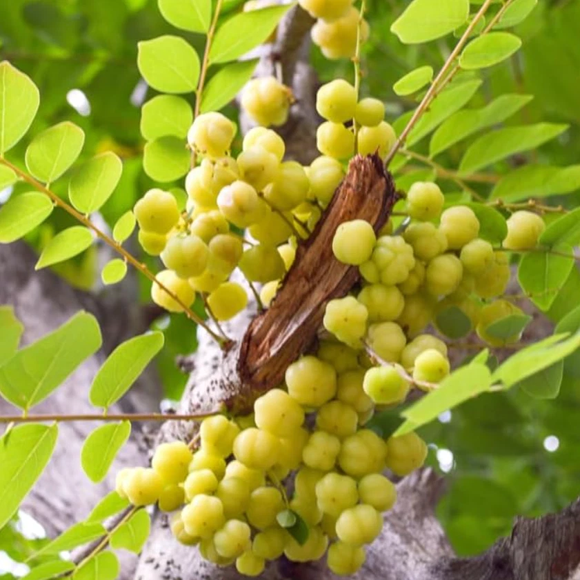 Planta viva Indian Star Gooseberry de 12” de alto en maceta de 1 galón - sin envío a HI Foto 3 de 4