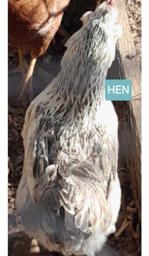 12 CHICKEN HATCHING EGGS barnyard mix - Bild 13 von 22