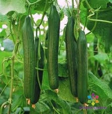 25+ Carmen Cucumber Seeds for Garden Planting - USA - FREE SHIPPING!