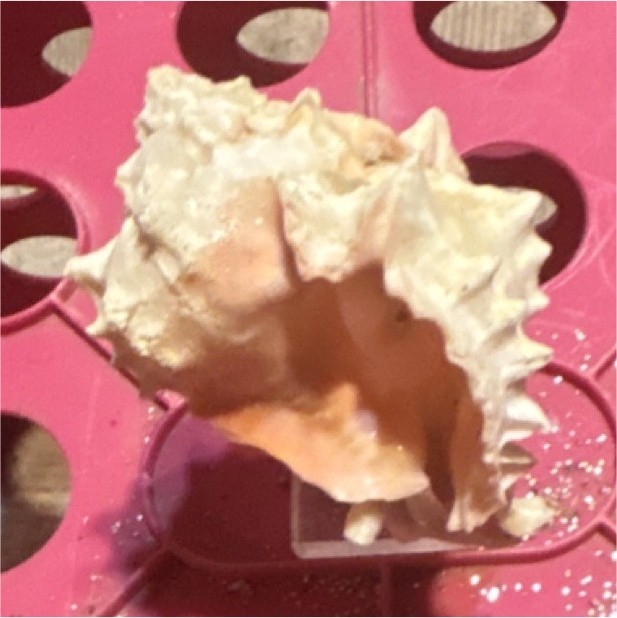 Spiny Murex Sea Shell Specimen Display on Clear Acrylic Stand (Cream/Tan)