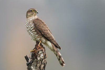 Wandbild: Sperber (Accipiter nisus) Weibchen (140111983)