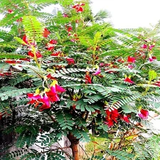 20 Hummingbird Tree Seeds (Sesbania grandiflora) "Agati" Flower Plant Fast RARE