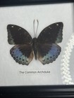 Vintage Lot of 2 Real Butterflies in 5x5” Framed Glass Display TAXIDERMY Rare — photo 2