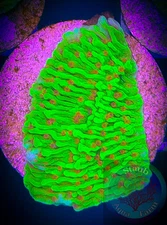 SAF~”WYSIWYG” Chili Pepper Montipora Coral Frag, Monti, Acro, Live Coral Colony