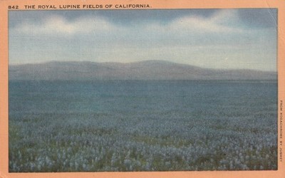 The Royal Lupine Fields of California, Flowers, Vintage Postcard A 6434