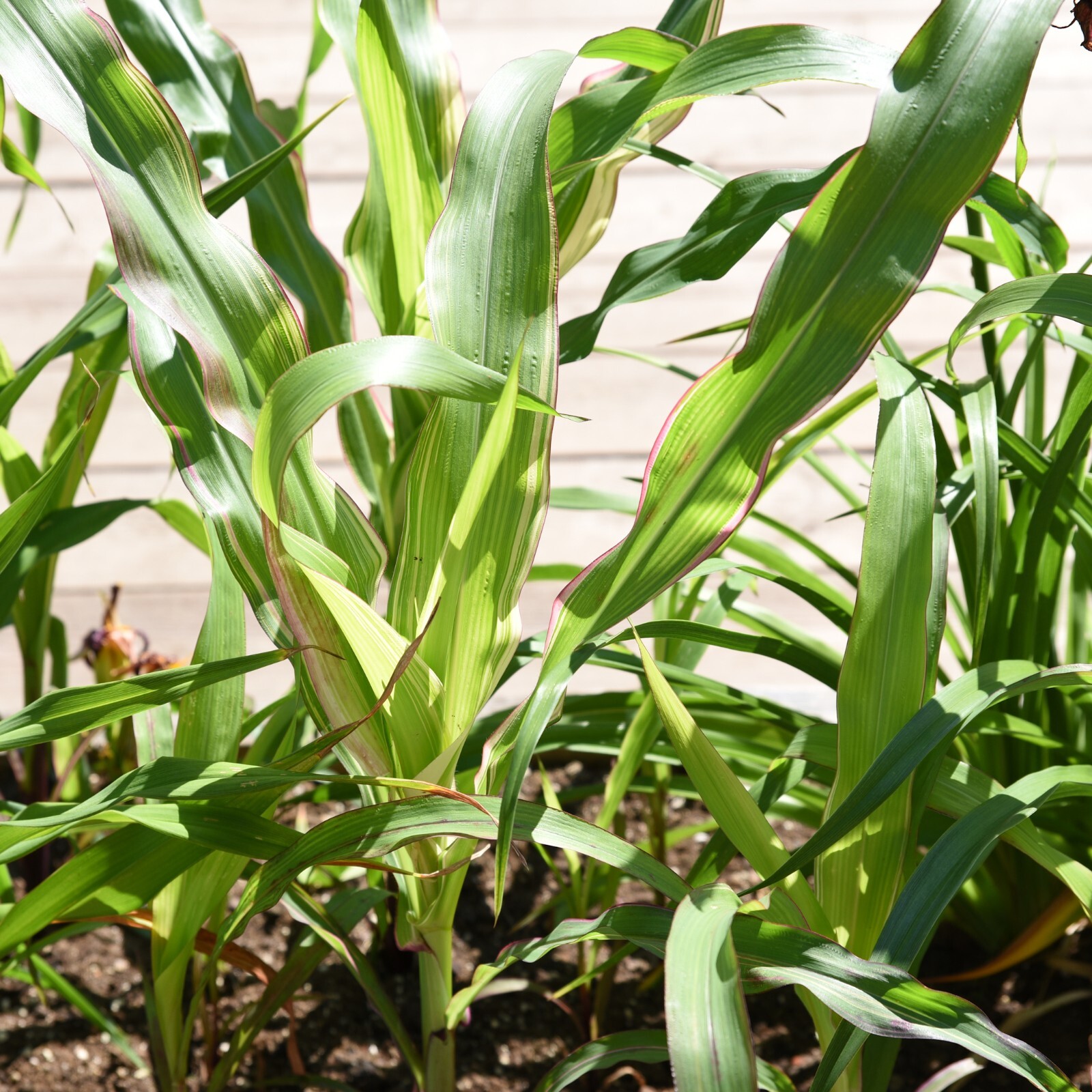 20 Seeds Japonica Striped Maize Japanese Striped Leaf Corn