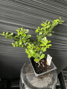 Helleri  Holly Plant