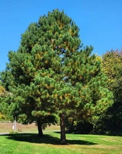 2 Pitch Loblolly Pine Live Trees - 12-16" Tall - Pinus Taeda Evergreen Tree