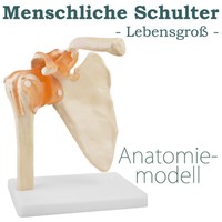 LebensgroßE Menschliche Schulter Von Medmod