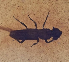 Carabidae (Ground Beetle), Fossil Insect Inclusions in Burmese Amber