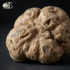 Tartufo Bianchetto Fresco Italiano Tuber Borchii Marzuolo Selezione Gourmet