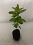 PlugsnPlants