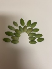 Sedum Morganianum Burro?s Tail Trailing Succulent X20 Unrooted Leaves Houseplant