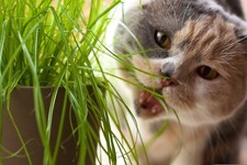 10.000 Samen KATZENGRAS - Verdauungshilfe, Vitamine, frisches Gr&uuml;nfutter