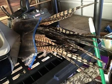 Wild Genuine Pheasant Tail Feathers. 10 Pieces. 12-16 inches