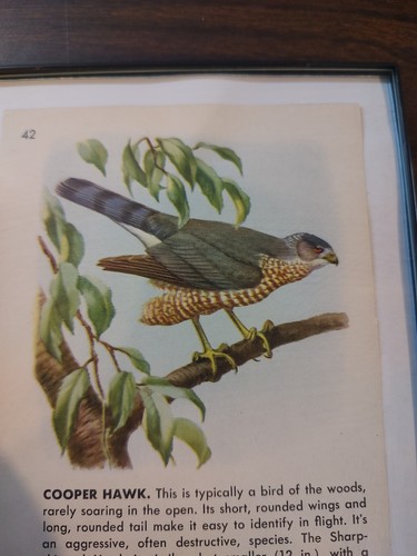 Cooper Hawk Reclaimed Page - Bild 2 von 4