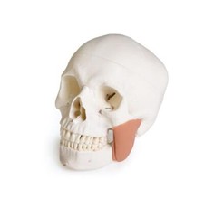 Modell Schädel, skull, Zahnmedizin, mit CMD ...