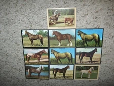 TEN {10} KELLOGG'S SUGAR POPS 1970'S HORSE TRADING CARDS