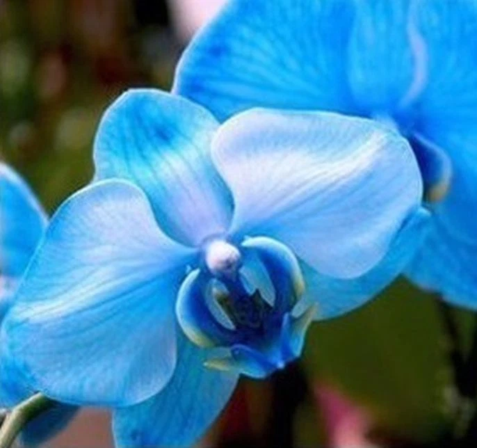 33 PCS Phalaenopsis Orchid Flower Seeds F66~F68, Plant Butterfly Orchid - Image 3 of 4