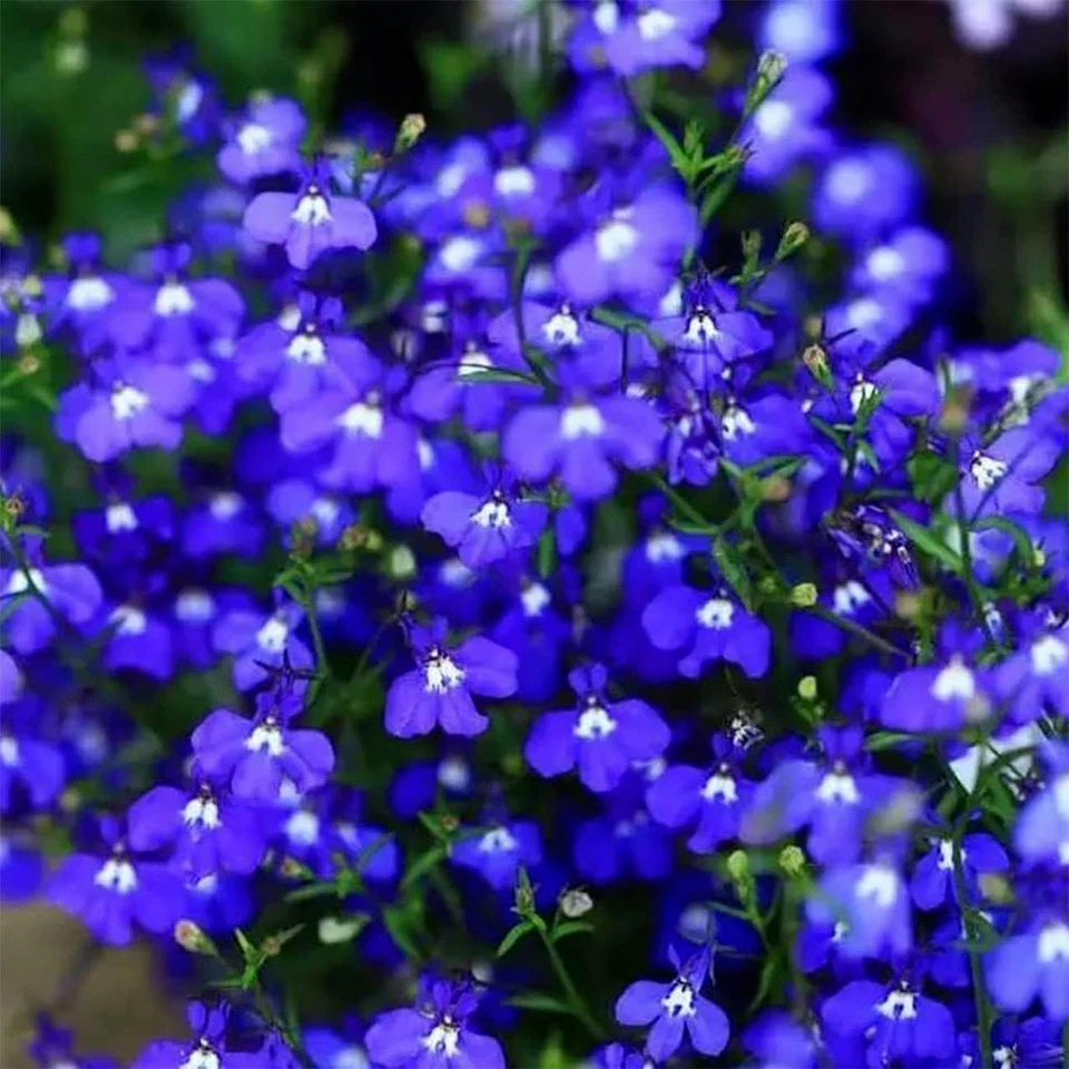 20000+ Magic Blue Creeping Thyme Seeds for Planting Ground Cover Plants Heirloom - Image 3 of 4