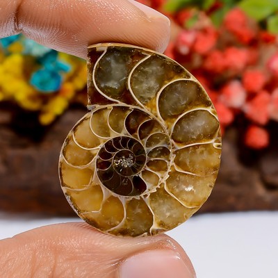 Genuine Ammonite Spiral Shape Cabochon Loose Gemstone 44 Ct. 30X24X6 mm