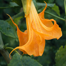 10 Angel Trumpet Seeds Flowers Seed Perennia Tropical Flower "DBL Yellow Orange"