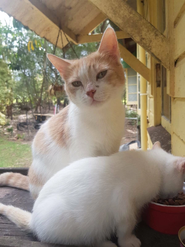 gumtree kittens free to good home