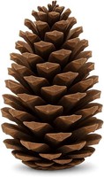 Nadeco Pinus Maritima 14-18Cm, 20 Stk | Deko Tannenzapfen | GroßE Tannenzapfen