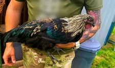 6 RARE AYAM CEMANI RAINBOW EGG HYBRIDS -Fresh  Fertile Chicken Hatching Eggs